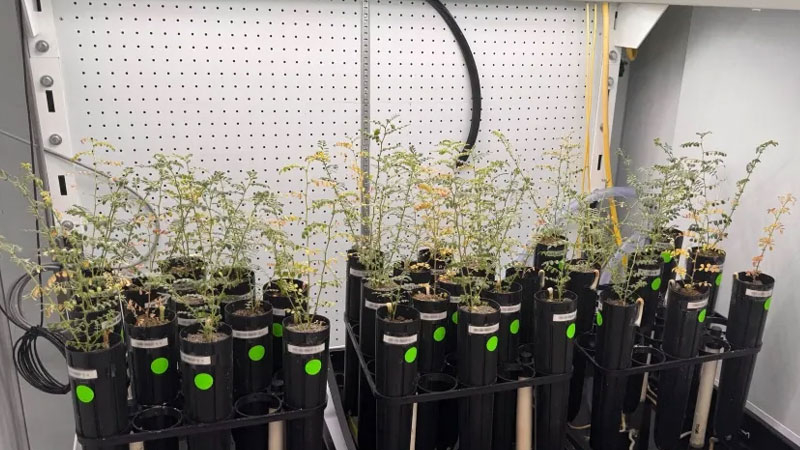 Naukowcy uprawiają groch na sztucznym gruncie księżycowym, ale nie decydują się spróbować go w formie zupy.