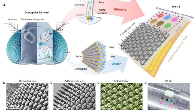 Chiński zespół opracował „oczu‑muchę” dla dronów, zapewniającą panoramiczne widzenie i czujnik zapachów